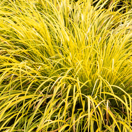 golden variegated sweet flag