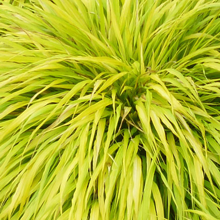 yellow-green grassy foliage on japanese forest grass