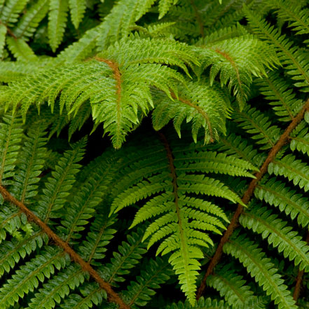 green fern leaves with bronze stems