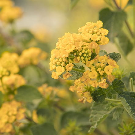 golden yellow lantana blooms