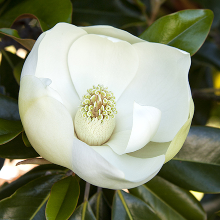 white magnolia flower