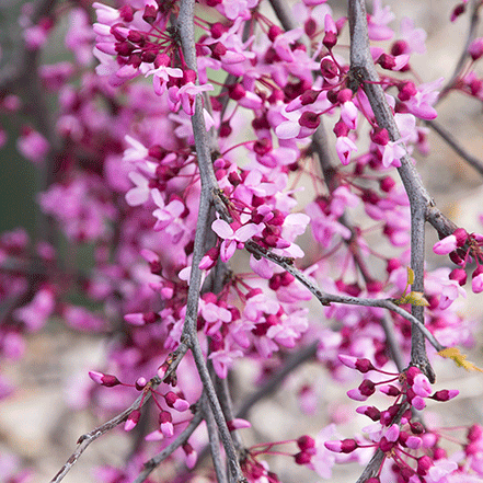 lavender redbud flowers