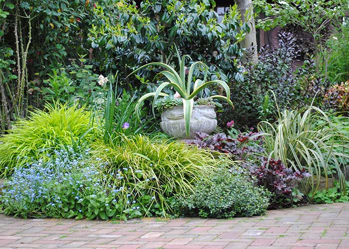 garden border with succulent in urn container