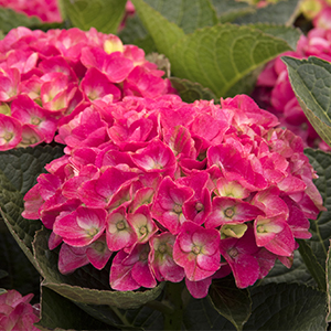 Seaside Serenade® Martha’s Vineyard Hydrangea Image