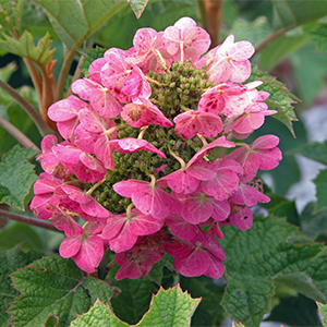 Ruby Slippers Oakleaf Hydrangea Image