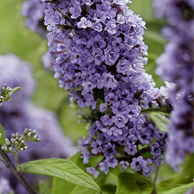 purple blooms on buddleja butterfly bush summer lilac