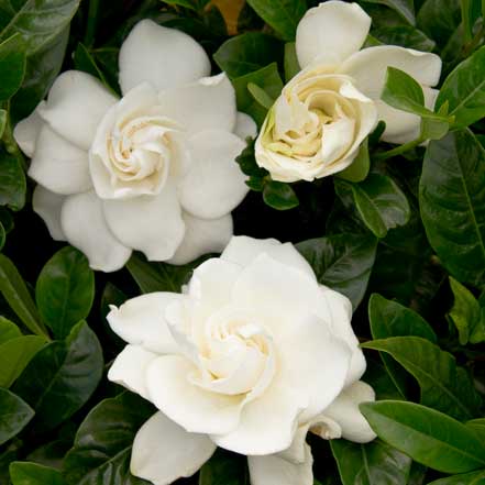 First Love Gardenia (Grafted)