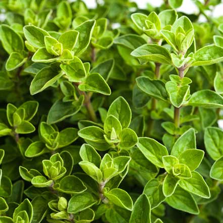 green oregano leaves