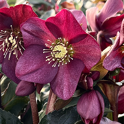 ice n roses red hellebore bloom in early spring