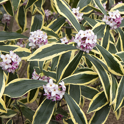 rose-purple flowers and green leaves with creamy edge on winter daphne