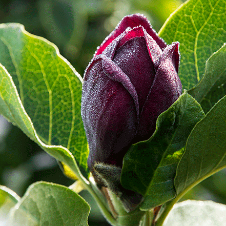 purple magnolia flower