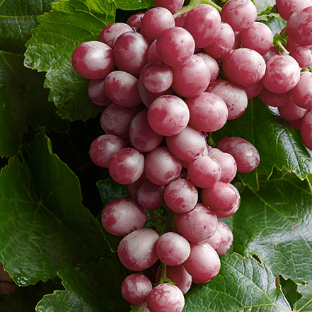 red zestful grapes