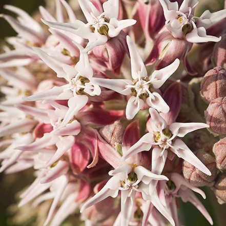 milkweed flower