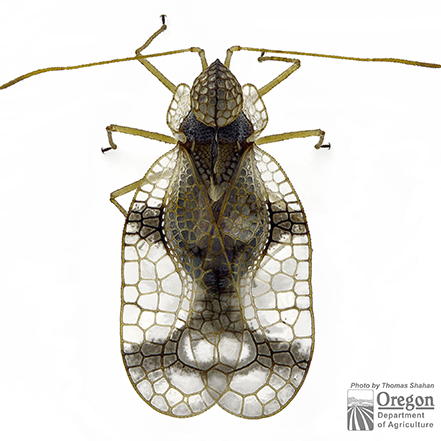 azalea lace bug up-close photo