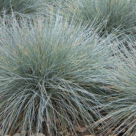 blue fescue grass