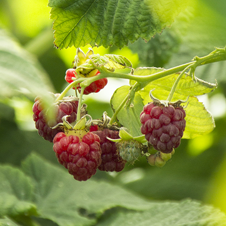 How to Grow the Best Berries in Containers