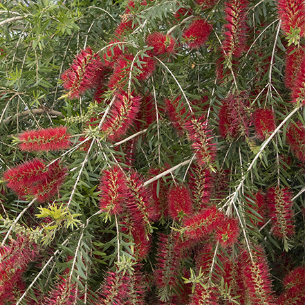 bottlebrush with bright red flowers and green foliage