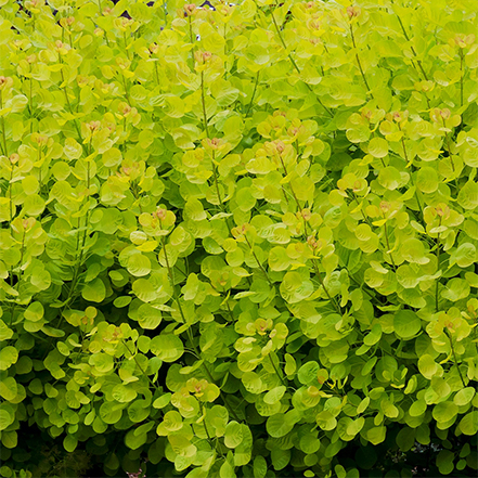 bright green smoke tree leaves