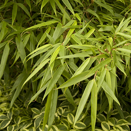 chartreuse bamboo leaves