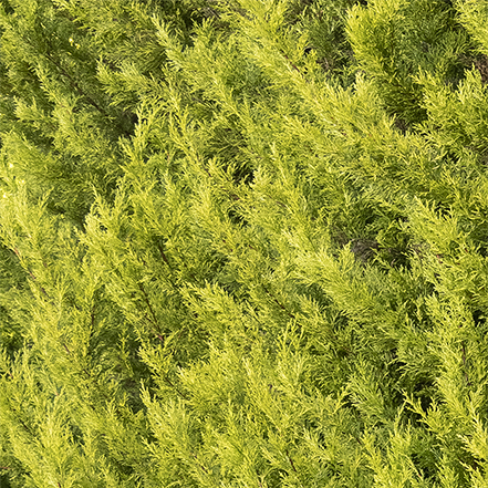 chartreuse needle foliage on donard gold monterey cypress