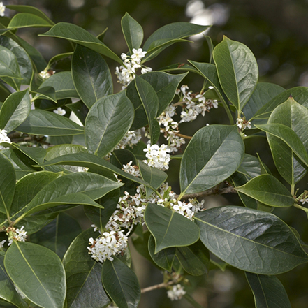 green sweet osmanthus leaves with small white flowers