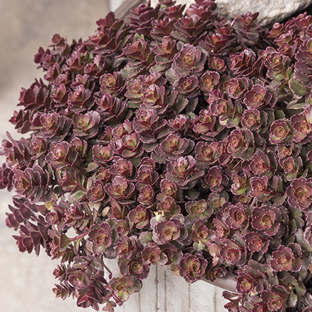 bronze and red sedum spilling over side of container