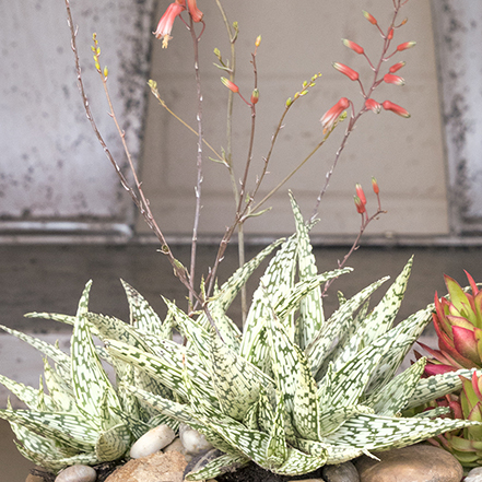 light green aloe with dark green zig zags and pink flowers