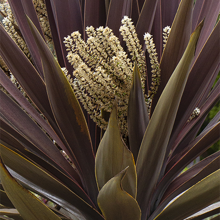 drouight-tolerant cordyline baueri has maroon foliage and a unique cream flowers