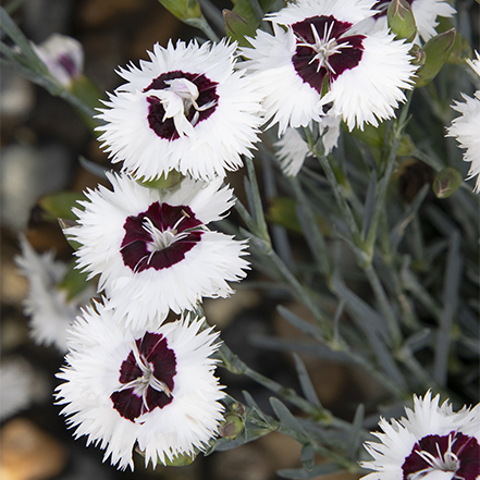 white dianthus flowers with maroon center