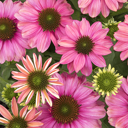 pink coneflowers with green central eye