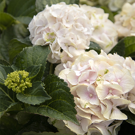 blushed white cape lookout hydrangea