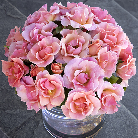 peach-pink roses in a vase