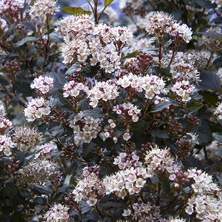 flowers on little joker ninebark