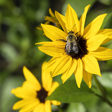 yellow sunflower with bee at center