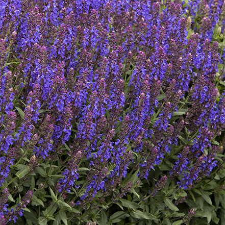 purple meadow sage flowers