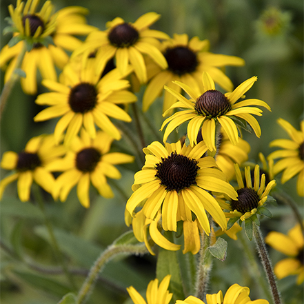 yellow black eyed susans