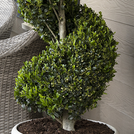 emerald colonnade holly in spiral topiary form in a container