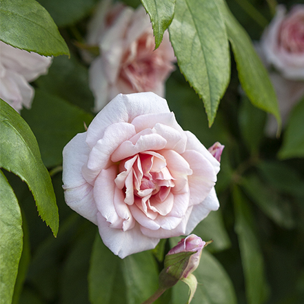 cecile brunner climbing rose