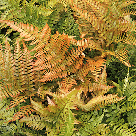 cooper and green fern fronds