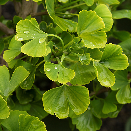 gingko leaves