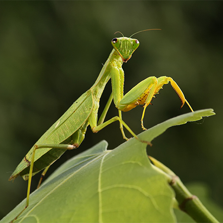 green praying mantis