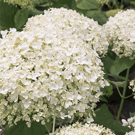 white flowers on Seaside Serenade® Bar Harbor Hydrangea