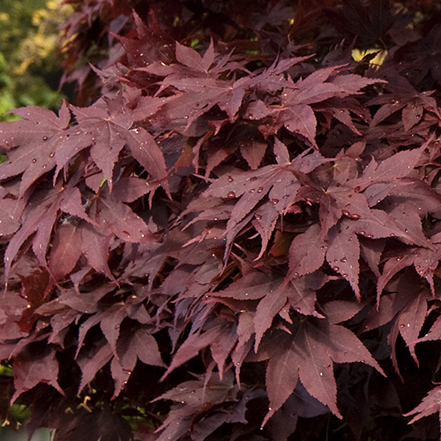 red bloodgood japanese maple leaves