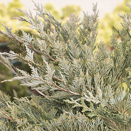 burly blue juniper