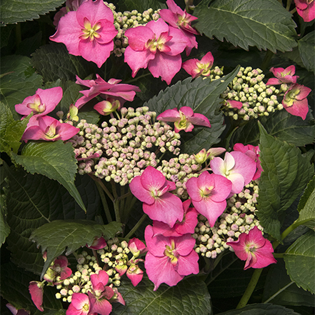 Hydrangea Care Guide: Expert Tips For Growing Hydrangeas Confidently