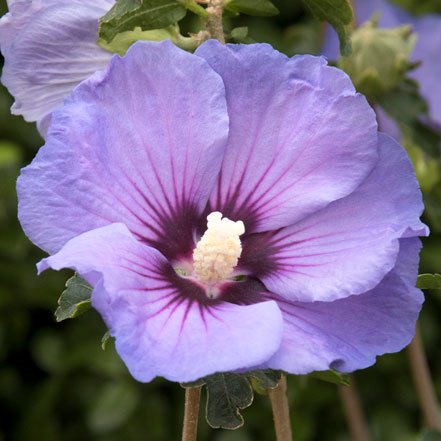 purple rose of sharon flower