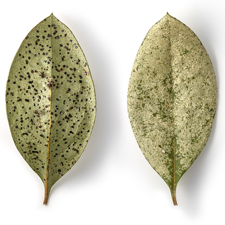 azalea lace bug damage on azalea leaves