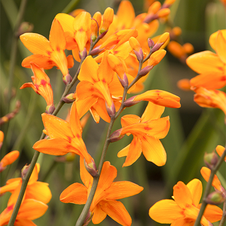 bright orange crocosmia or montbretia flowers