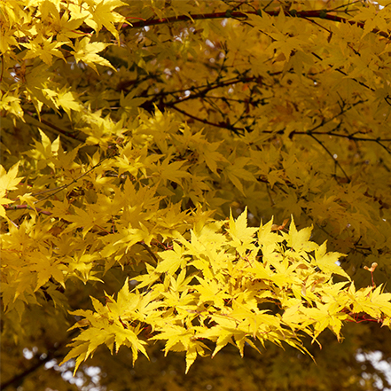 bright yellow foliage on coral bark japanese maple tree