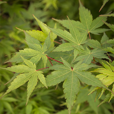 green leaves on red stems of coral bark japanese maple